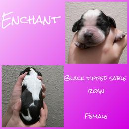 Enchant - Tri-Roan female English Springer Spaniel puppy in Florida from Thunderbird Springers