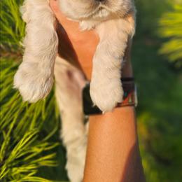 Marlin - Cream male Cockapoo puppy in Indiahoma, Oklahoma from Phamily Doodles