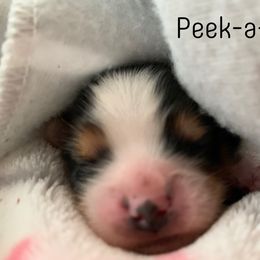 Biewer Terrier Puppies from Bouquet Biewers