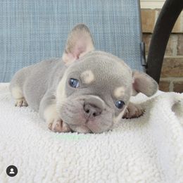 French Bulldog Puppies from Dejavu Frenchies