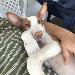 Ibizan Hound and Manchester Terrier All Grown Up from Ahram Ibizan hounds and Manchester Terriers