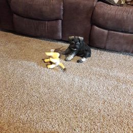 Miniature Schnauzer Puppies from Starbound Miniture Schnauzer's