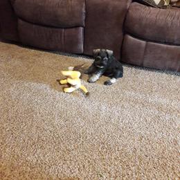Miniature Schnauzer Puppies from Starbound Miniture Schnauzer's