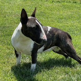 Miniature Bull Terriers from Pipe Dreams Mini Bulls