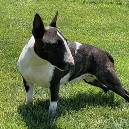 Miniature Bull Terriers from Pipe Dreams Mini Bulls