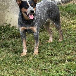 Iron Horn N Star Ranch Born To Be Wild - Blue speckled female Australian Cattle Dog puppy in Waterloo, South Carolina from Star Ranch Australian Cattle Dogs