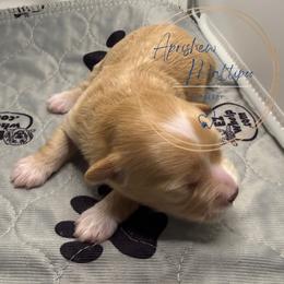 Burberry - Apricot female Maltipoo puppy in Weatherford, Texas from Aprishew Maltipoo