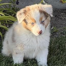 Sissy's Red Merle Boy 1 - Red merle male Australian Shepherd puppy in Mt. Pleasant, Utah from WildeOak Aussies