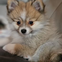 Pomeranian Puppies from ADKPOM Adirondack Pomeranians