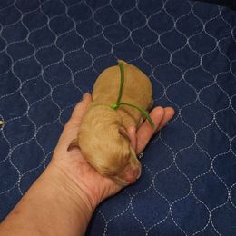 Earth - Yellow male Labrador Retriever puppy in Elloree, South Carolina from Moonlight Kennels LLC