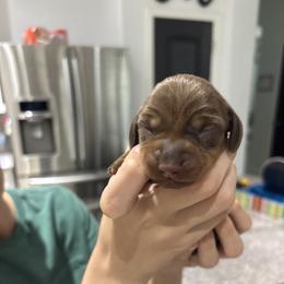 Roxy - Chocolate and tan female Dachshund puppy in Tomball, Texas from Gutierrez House of Doxies