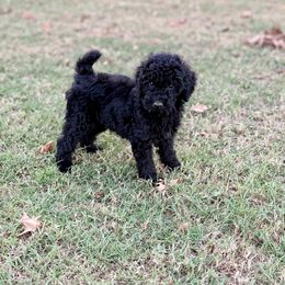 Bandit - Black and white male Aussiedoodle puppy in Perry, Oklahoma from Miller's Doodles
