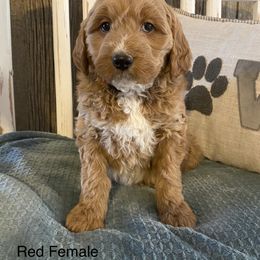 Goldendoodle Puppies from Jozlyn’s Pups