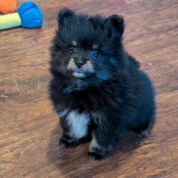 Charlie - Black and tan male Pomeranian puppy in Danielsville, Georgia from PassionatePomPoms