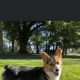 Rip - American Corgi