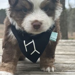 Rusty - Red tri Miniature Australian Shepherd puppy in Doddridge, Arkansas from Huddleston Farm