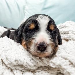 Red - Tri-color male Bernedoodle puppy in Marne, Michigan from MI Doodles