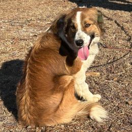 Deborah - Border Collie