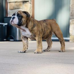 Bulldog Puppies from K & K Little Blessings