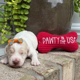 Dancing Queen - Cream female Labradoodle puppy in Camden, North Carolina from Oopsie Doodles of NC
