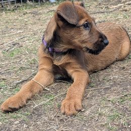 Lovisa - Red Irish Terrier puppy in Spring Valley, Minnesota from Back Country Terriers