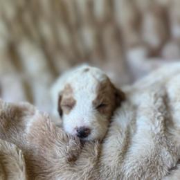 Phantom - Parti male Goldendoodle puppy in Jacksonville, Florida from Dandelion Doodles