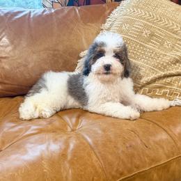 Mable - Tri-color female Bernedoodle puppy in Beresford, South Dakota from DAKOTA DOOD RANCH