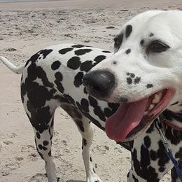 Dalmatians from Spotagious Dalmatians