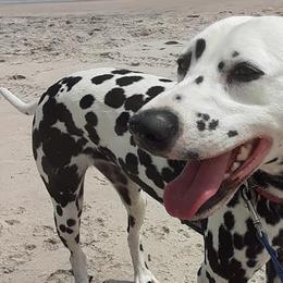 Dalmatians from Spotagious Dalmatians
