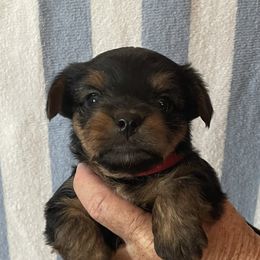 Yorkshire Terriers from Cookie's Puppies