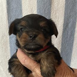 Yorkshire Terriers from Cookie's Puppies