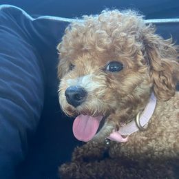 Poodles, Yorkipoos, and Yorkshire Terriers from All My Pooches