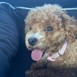 Poodles, Yorkipoos, and Yorkshire Terriers from All My Pooches