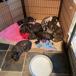 Lurcher Puppies from Sharp Turn Lurchers