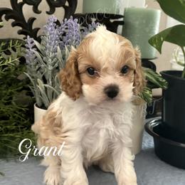 Grant - Blenheim male Cavapoo puppy in Grove, Oklahoma from Rocky Oak Cavaliers & Biewer Terriers LLC