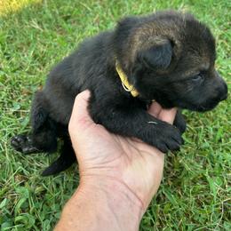 Ranger - Yellow Collar Boy - Sable male German Shepherd puppy in Milan, Illinois from Stonewick German Shepherds