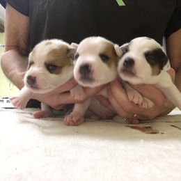 Jack Russell Terrier Puppies from Huckle Hill Jack Russell Terriers