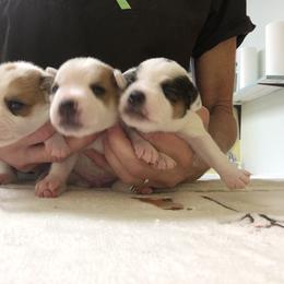 Jack Russell Terrier Puppies from Huckle Hill Jack Russell Terriers