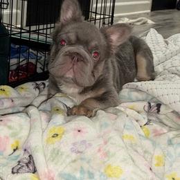 Gumbo - Blue male French Bulldog puppy in Alexandria, Virginia from Boss Lady Kennel