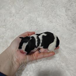 Eleven - Black brindle and white female Boston Terrier puppy in Catawba, North Carolina from Lil Wiggles Boston Terriers