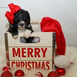 Sheepadoodle Puppies from The Farms Precious Doodles