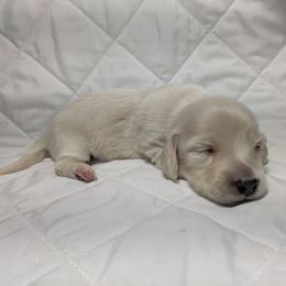 4 cream - Cream male Dachshund puppy in Central Point, Oregon from MRS Long Dog Ranch