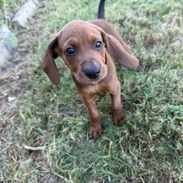 Circle - Red male Redbone Coonhound puppy in Angleton, Texas from Dorsett Dogs