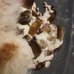 Shetland Sheepdog Puppies from Clark Kennel Shelties