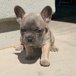 Bear - Blue fawn male French Bulldog puppy in Peoria, Arizona from A Quality French Bulldogs AZ