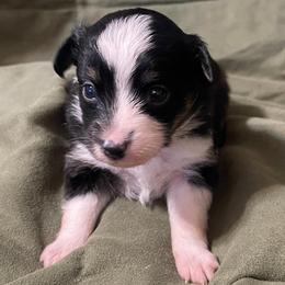 Little Black tri - Black tri female Toy Australian Shepherd puppy in Springfield, Missouri from Donnie's Miniature & Toy Australian Shepherds