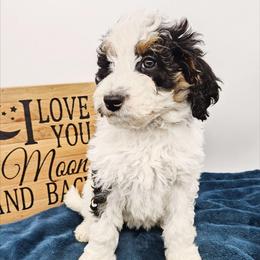 Galadriel - Black and white female Bernedoodle puppy in Granton, Wisconsin from Rose River Farms