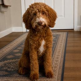 Penny - Goldendoodle
