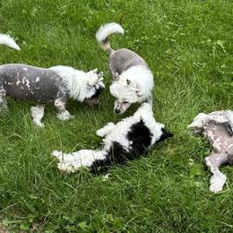 Chinese Crested Puppies from Windsong