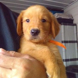 Golden Retrievers and Miniature Australian Shepherds from Alexander Canines